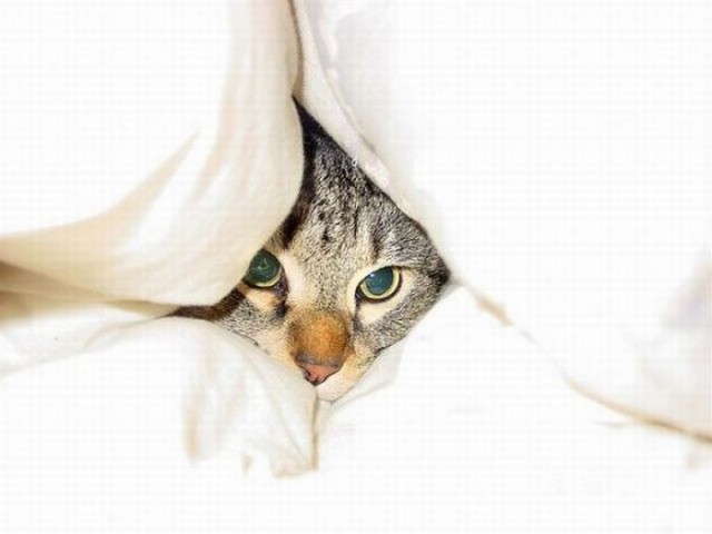Котовторник!