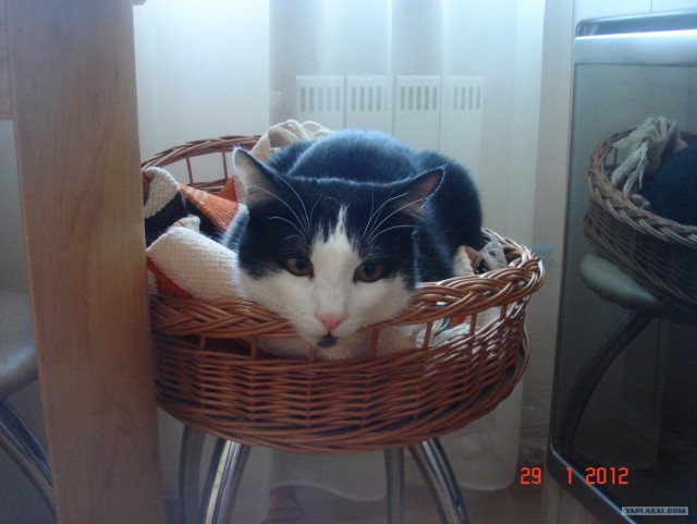 Котовторник (31.01.2012)