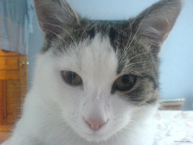 Котовторник (07.02.2012)
