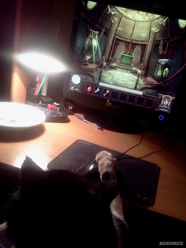 Котовторник (21.02.2012)