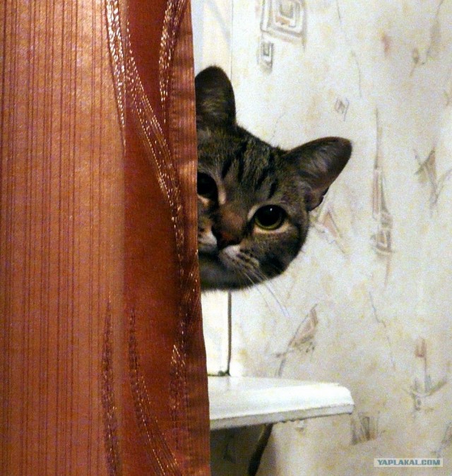 Котовторник  от 3.04.2012