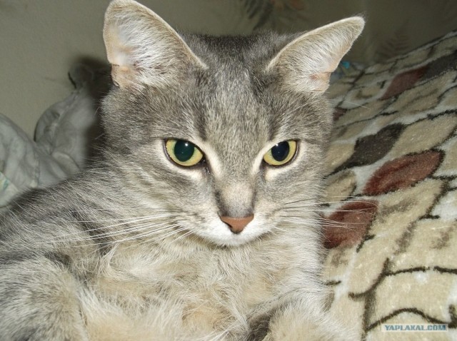 Котовторник 8 мая 2012