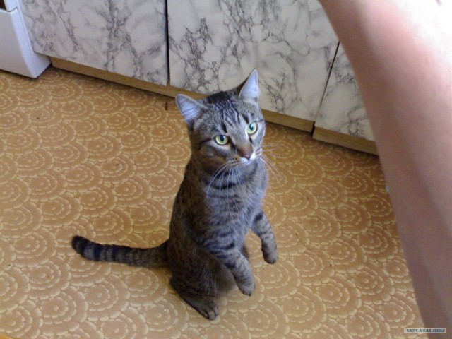 Котовторник (15.05.2012)