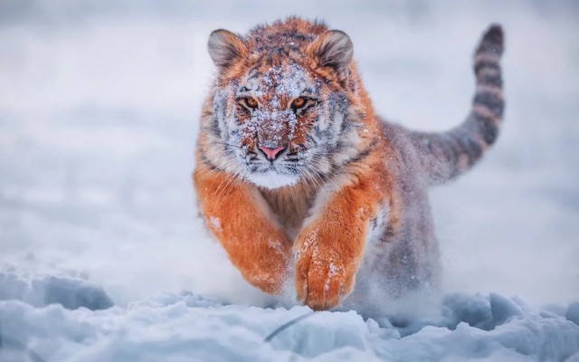 Милые животные. Мимиметр сломался