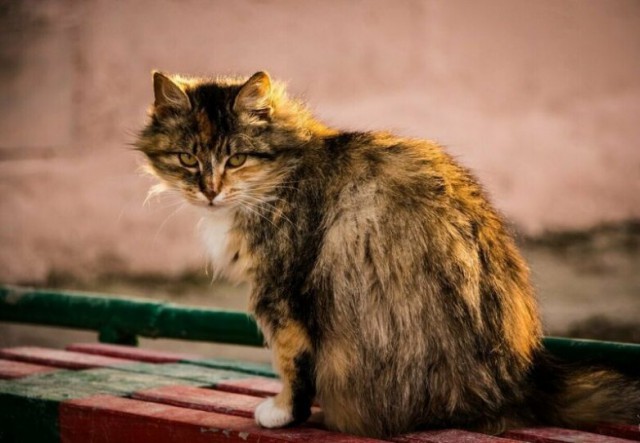Вся красота уличных котов