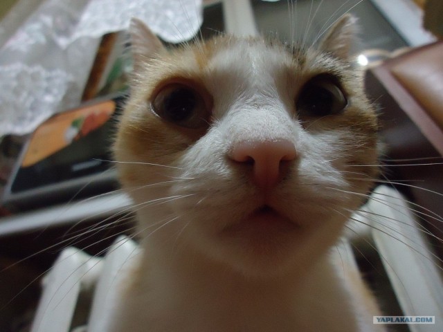 Котовторник 29.01.2013