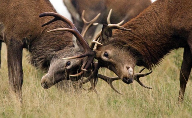 FAQ  по 100% ангажированию очаровательной особы для приятного времяпрепровождения. Кулич