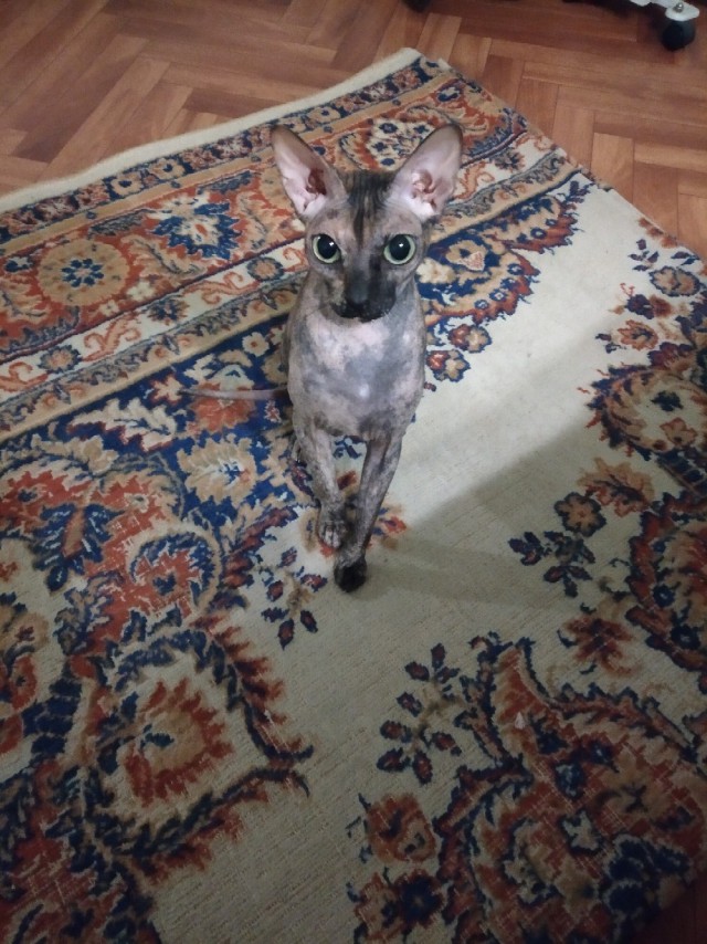 Забавные фото котеек
