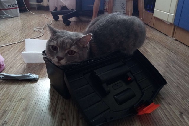 Коты и коробки созданы друг для друга