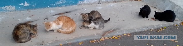 Котовторник *новогодний* 31/12/2019