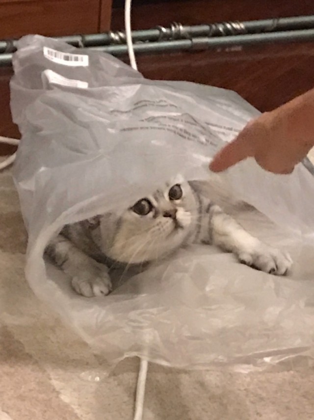 Живность из сети
