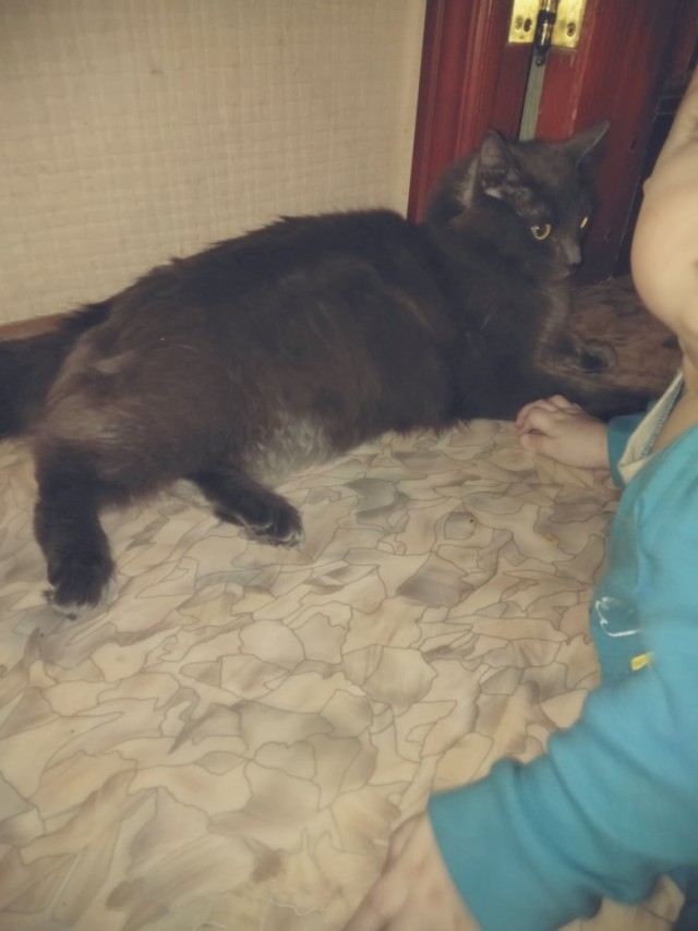 Забавные картинки с котами из сети