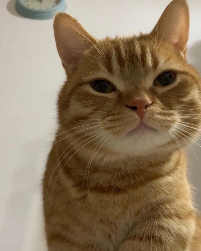 Коты из сети