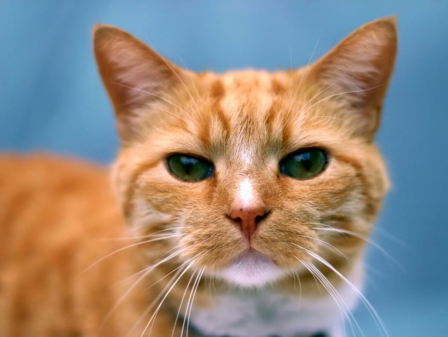 Котофеев пост