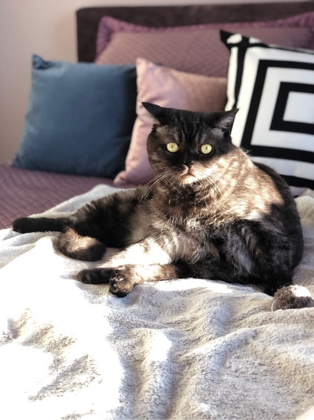Лучшие сухие корма для кошек