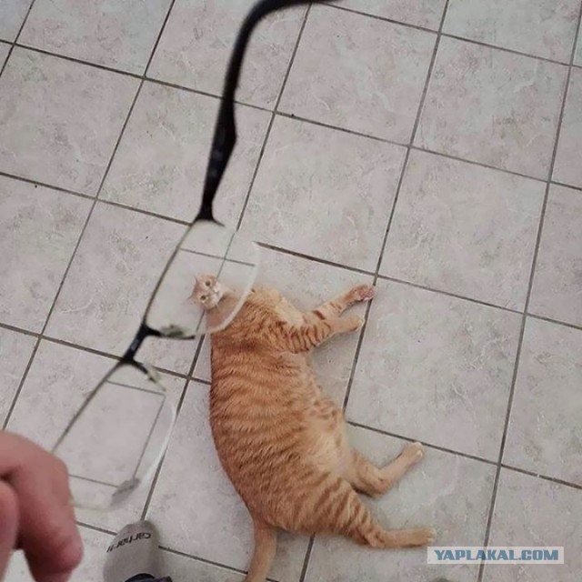 Котовторник?! Коты во вторник!