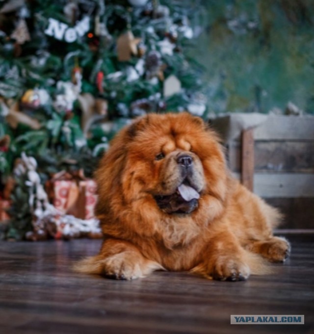 Кошатникам