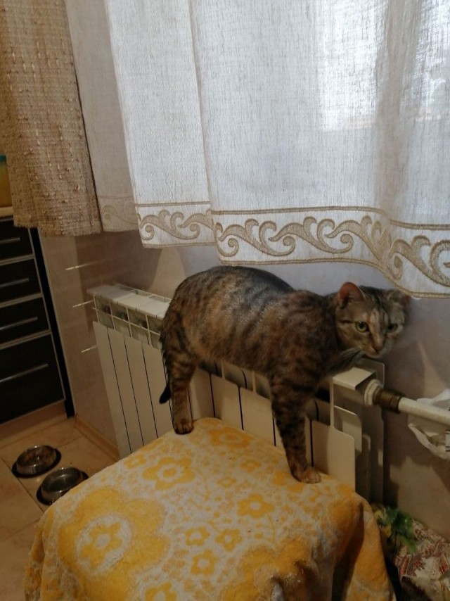 Котовторник. Наша собственная банда