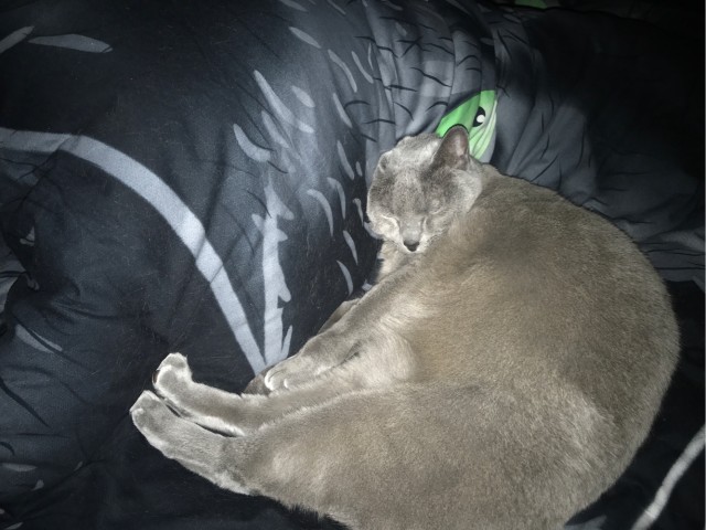Котовторник. Добавляйте своих