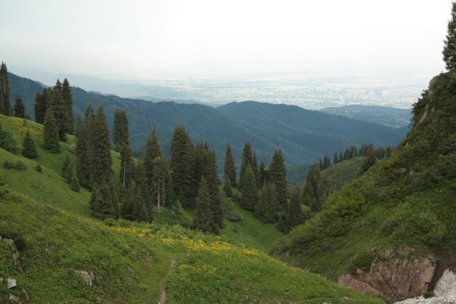 Грибы впрок