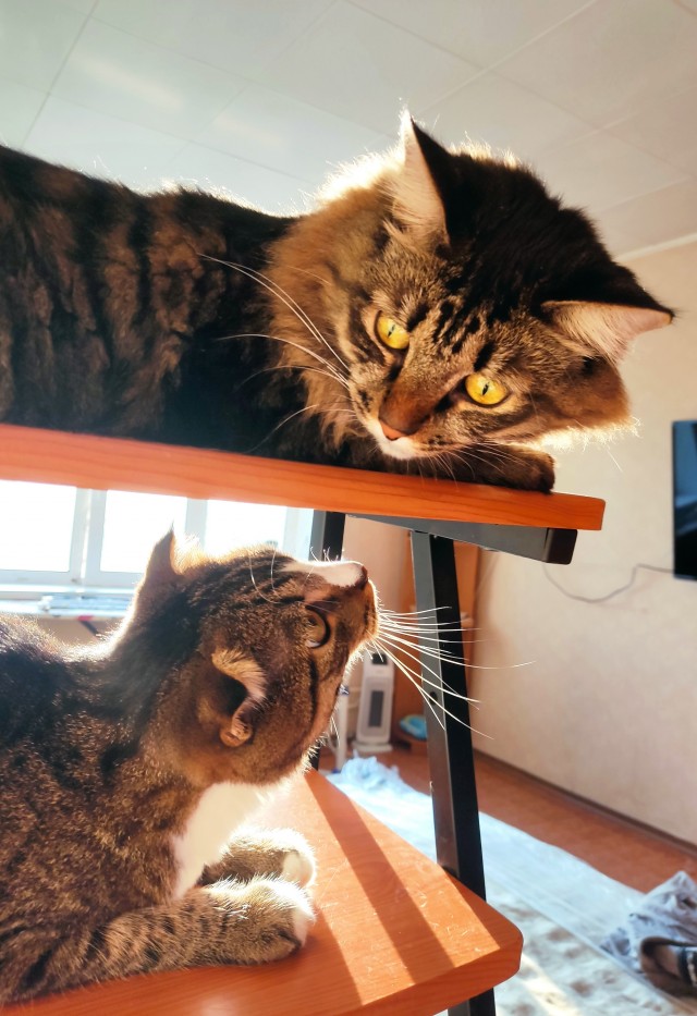 Погнали! С котовторником, други!