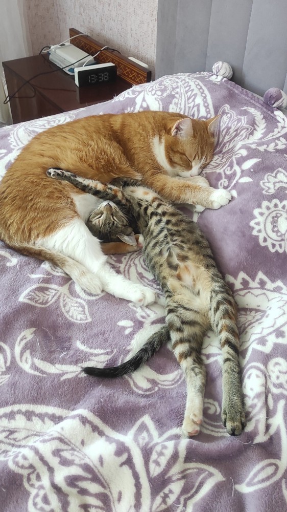 Мой самый первый КОТовторник!