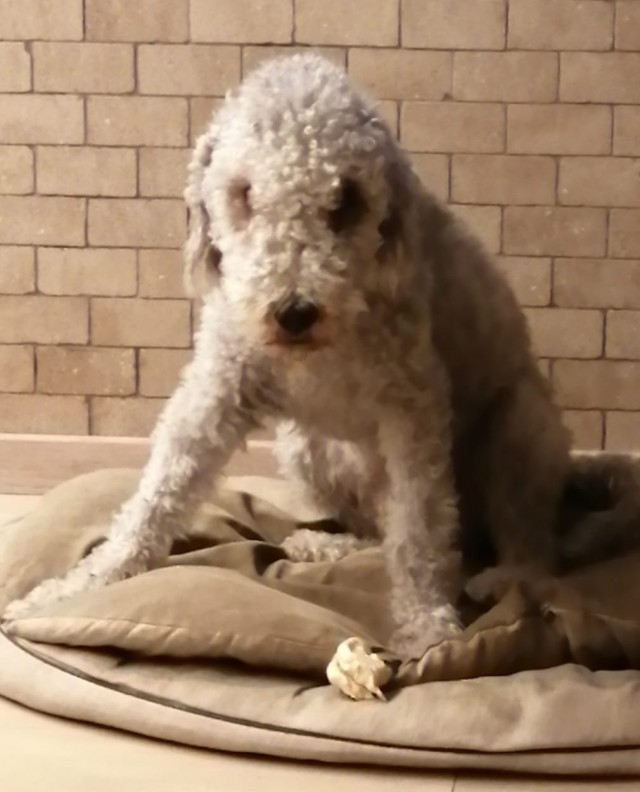 Подборка диких помесей собак