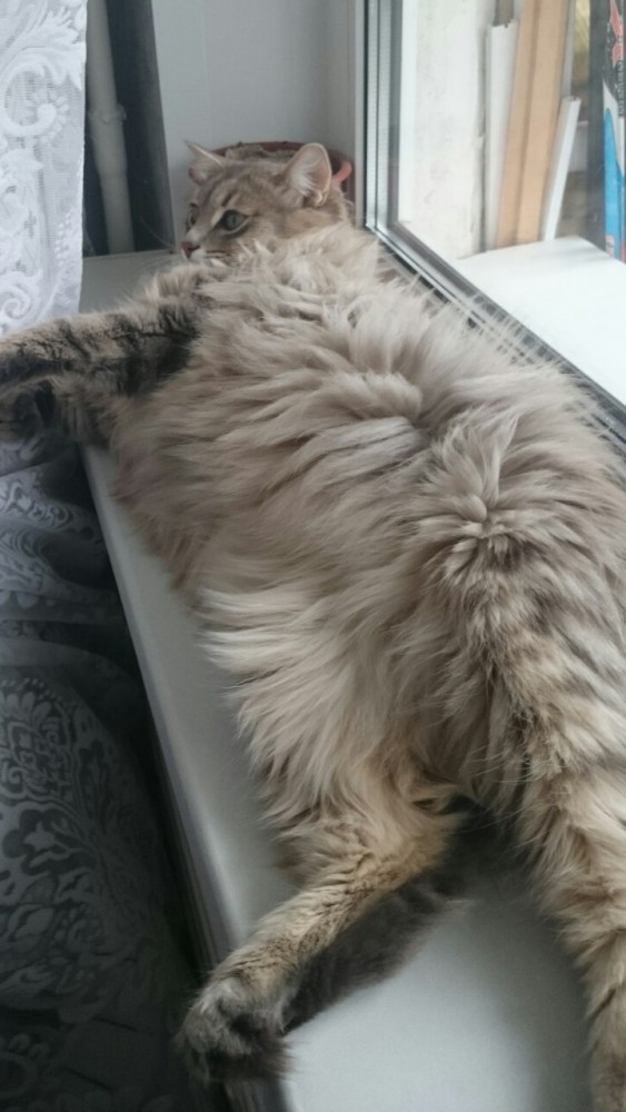 К котовторнику