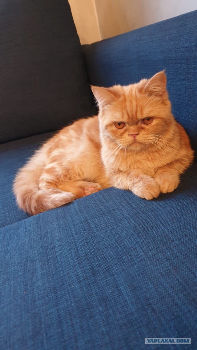 Котовторник