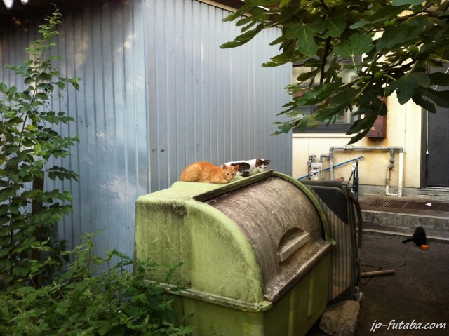 Киото, город тысячи храмов