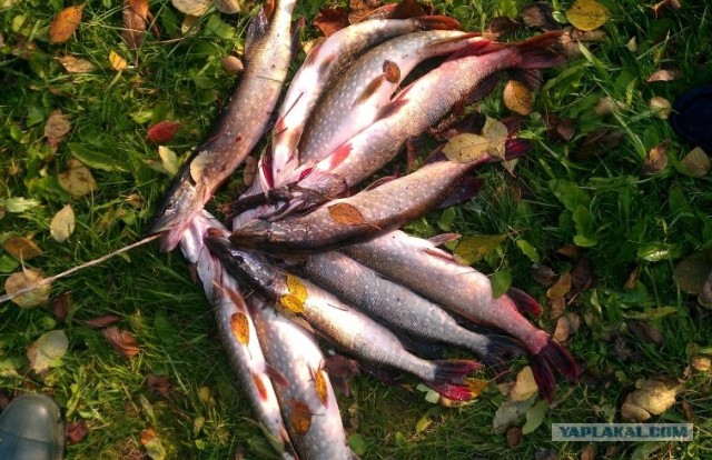 Рыбалка. Болхуны.