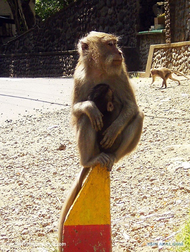 Они живут только 40 лет