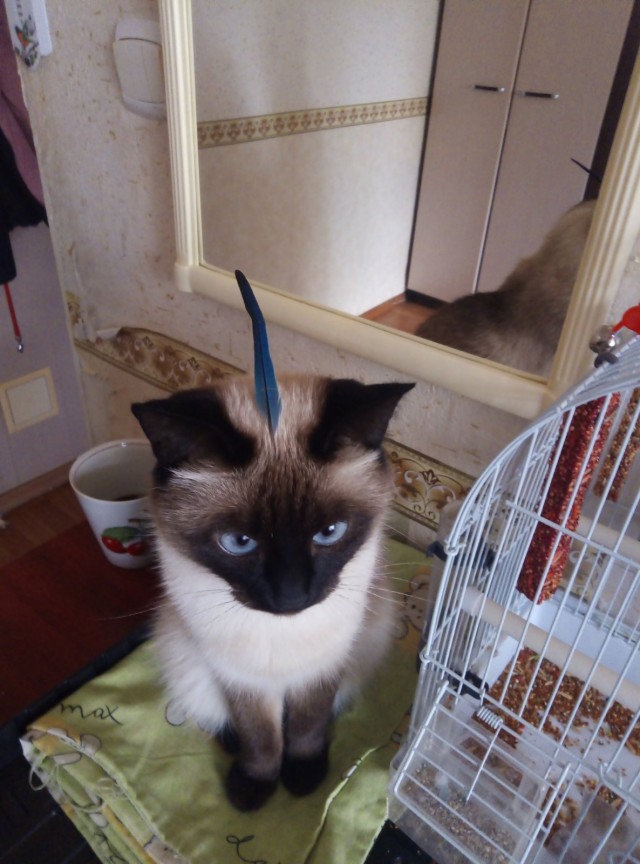 Ура! Котовторник.