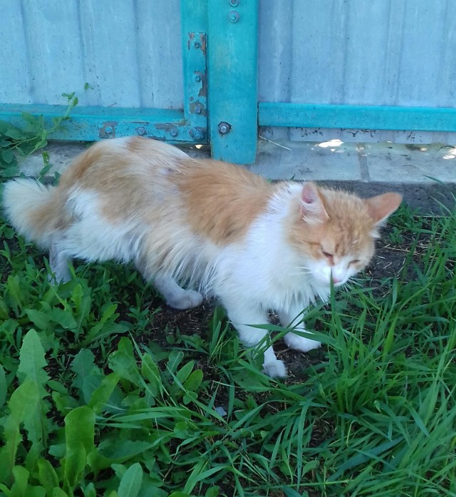 К котовторнику