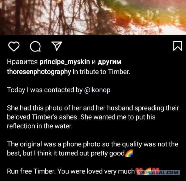 Хозяева попросили добавить на фотографию Тимбера, их недавно ушедшего пса, когда они развеивают его прах на пруду