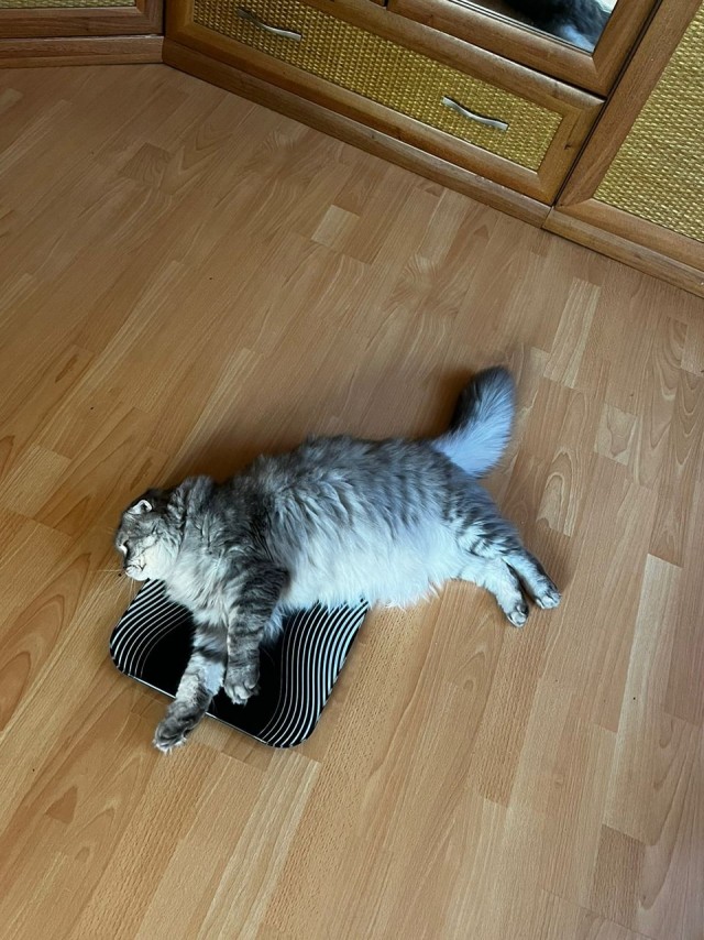 Похудение отменяется