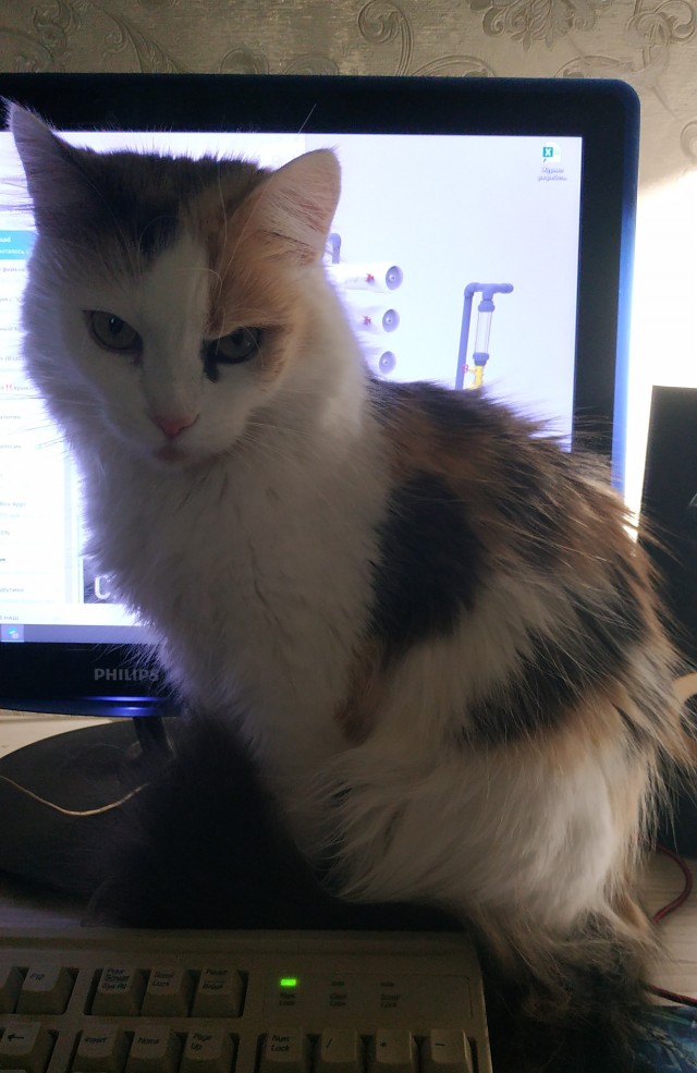 Котик после битвы с пчелой