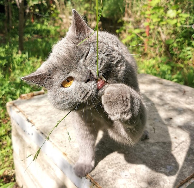 Вторник, сэр кот