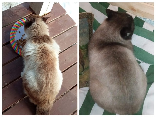 Метаморфоза (про котэ)