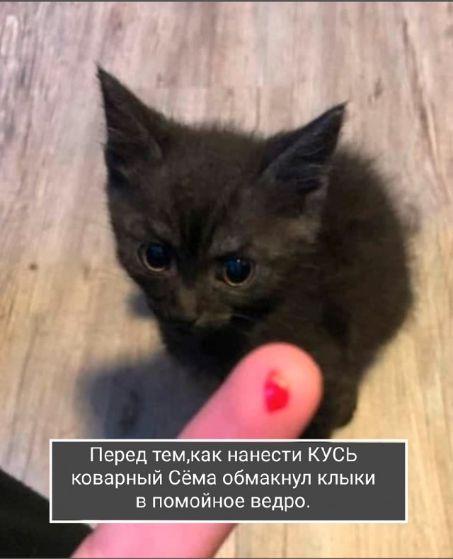 В тюрьме Вашингтона заключённым за хорошее поведение разрешили брать котов на опекунство