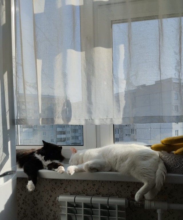 Вот и мы теперь кошкорабы