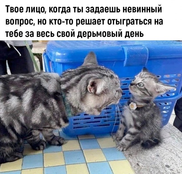 Картинок разной степени @банутости псто N°3
