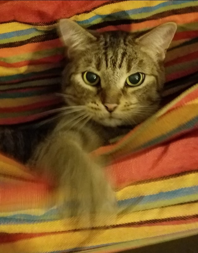 Мой котик, 3 месяца от роду