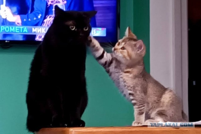 Котовторник