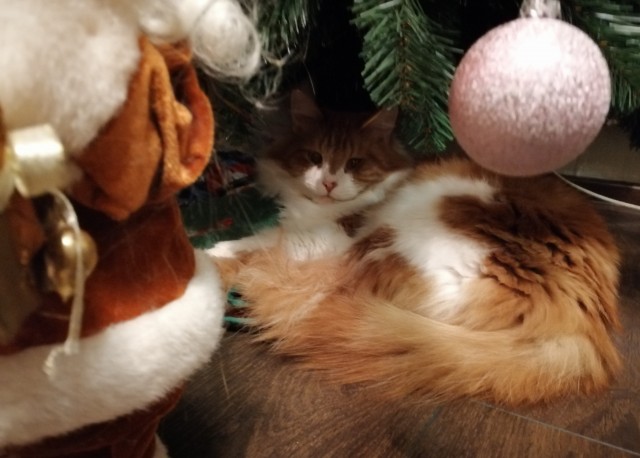 Новогодний кот