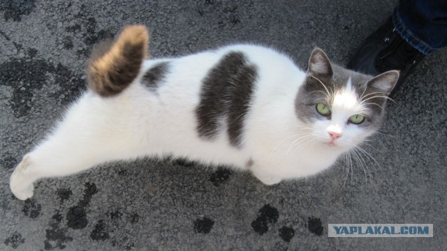 Котовторник  07.05.2013