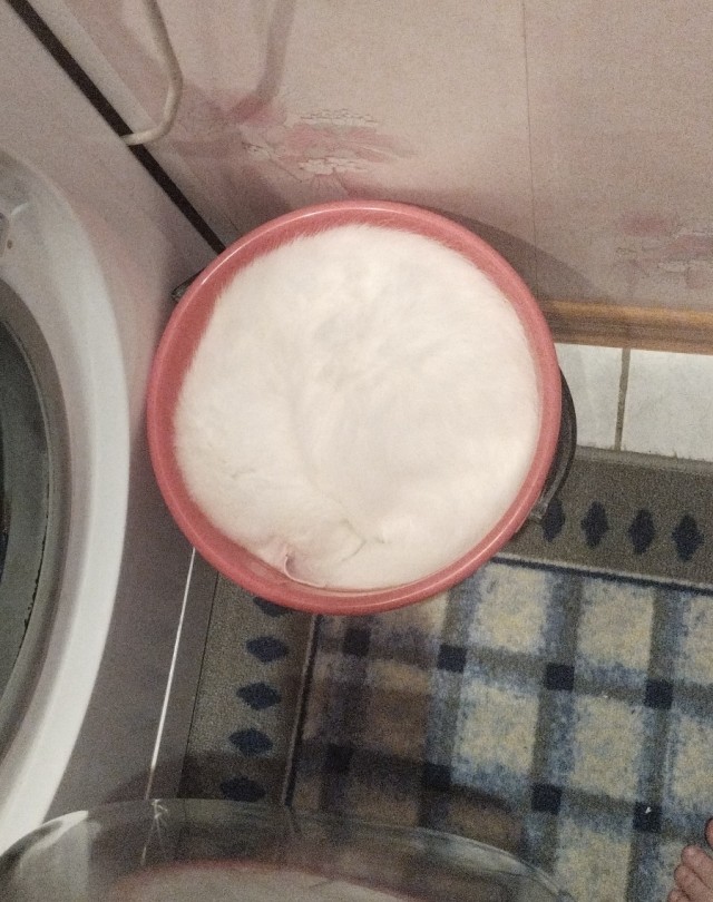 Всех с котовторником