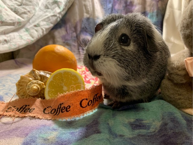 Грызуносуббота