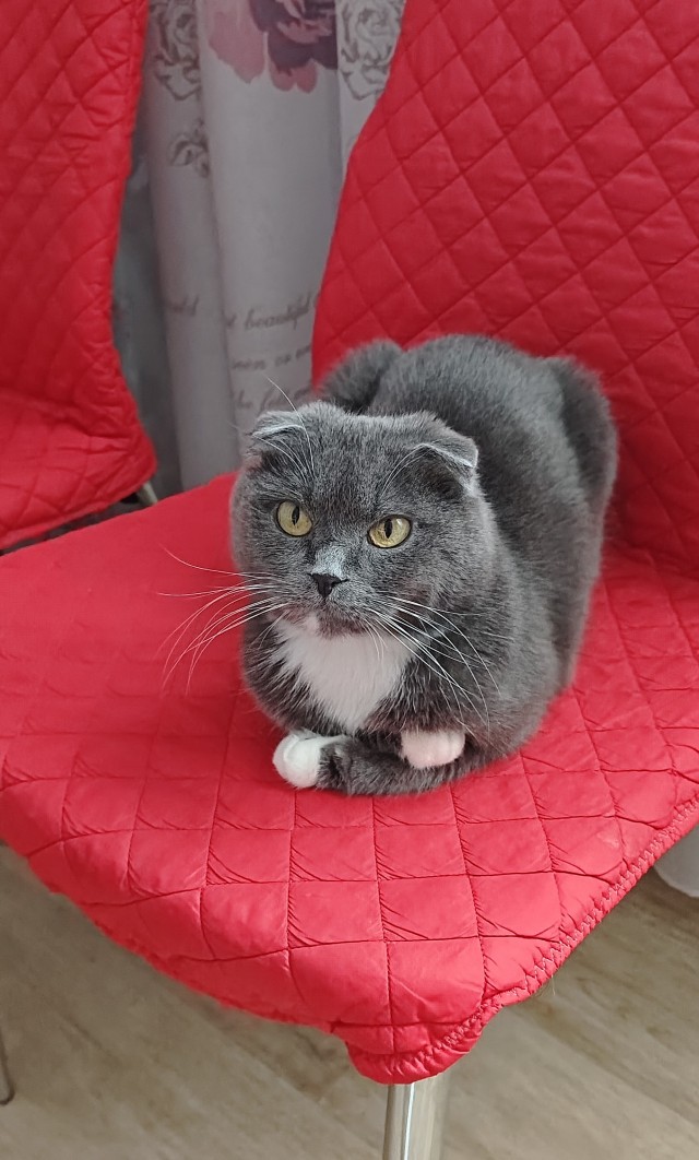 Тёплое, лаповое к котовторнику.