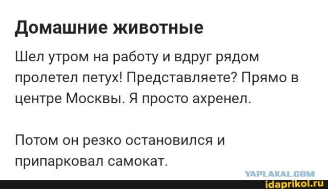 Памятка для самокатчиков